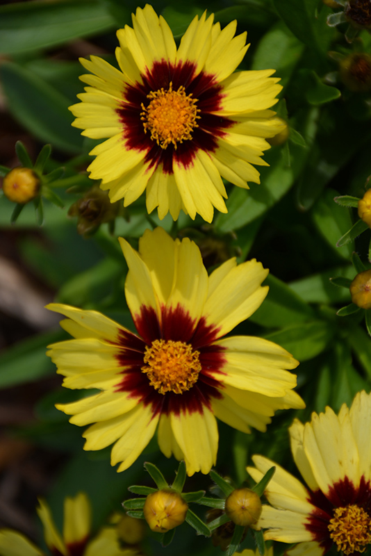 UpTick Yellow and Red Tickseed (Coreopsis 'Baluptowed') at Wallitsch Garden Center