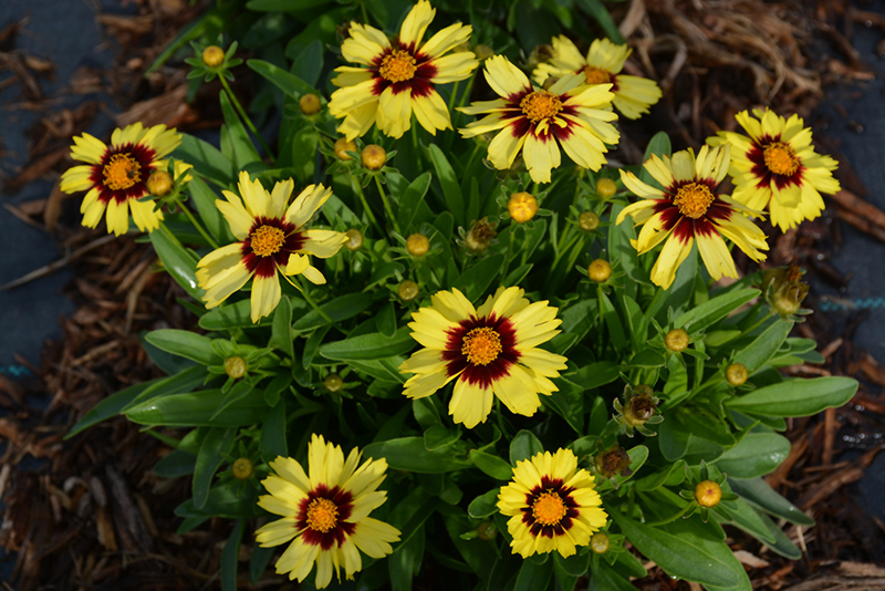 UpTick Yellow and Red Tickseed (Coreopsis 'Baluptowed') at Wallitsch Garden Center