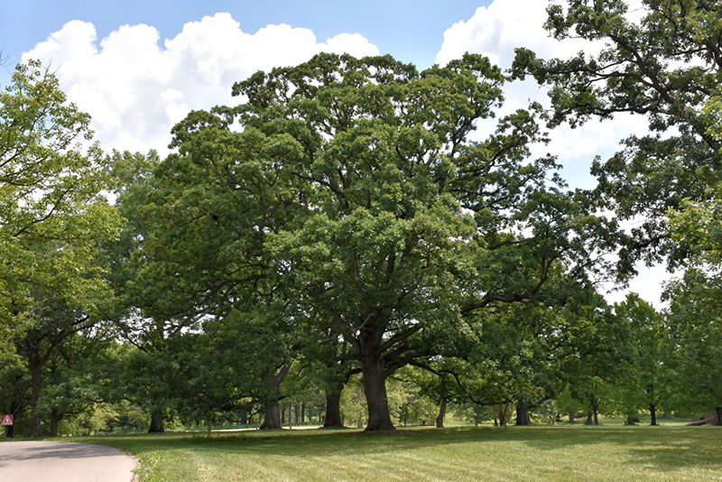 White Oak Quercus Alba In Louisville Indiana Kentucky Ky At