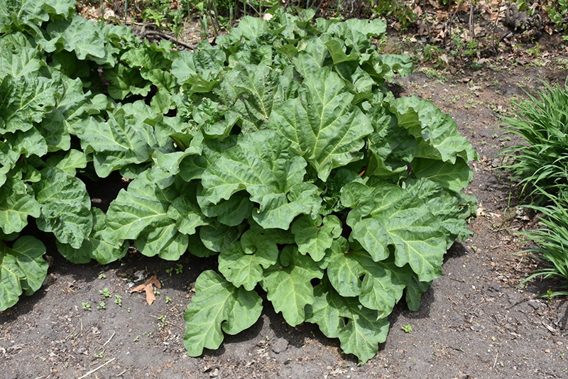 Crimson Red Rhubarb (Rheum 'Crimson Red') in Louisville Indiana Kentucky KY  at Wallitsch Garden Center