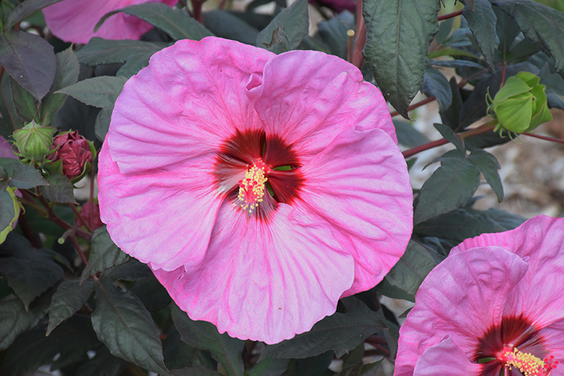Summerific Berry Awesome Hibiscus (Hibiscus 'Berry Awesome') at Wallitsch Garden Center