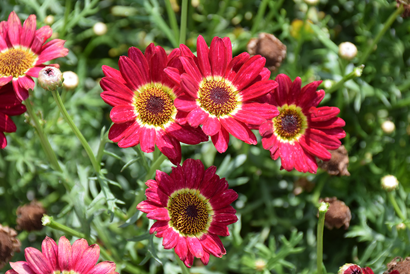 Grandaisy Red Daisy (Argyranthemum 'Grandaisy Red') in Louisville