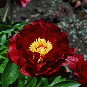 Buckeye belle store peony