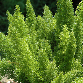 Myers Foxtail Fern (Asparagus densiflorus 'Myers') in Louisville Indiana  Kentucky KY at Wallitsch Garden Center