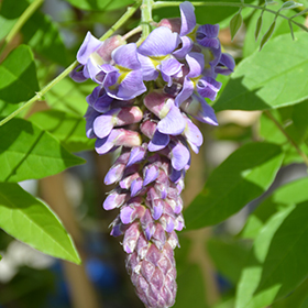 FLOWERWOOD 2.5 Gal. Amethyst Falls Wisteria, Live Vine Plant, Clusters of  Lilac-Purple Blooms 58023FL - The Home Depot