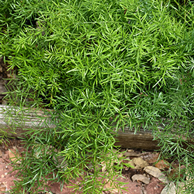 Heidi Horticulture: Indoor Asparagus Fern Plant - Asparagus densiflorus  Sprengeri