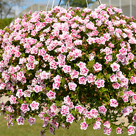 MiniFamous Uno Double PinkTastic Calibrachoa (Calibrachoa