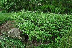 Click to view a full-size photo of Variegated Solomon's Seal (Polygonatum odoratum 'Variegatum') at Wallitsch Garden Center Variegated Solomon's Seal (Polygonatum odoratum 'Variegatum') at Wallitsch Garden Center