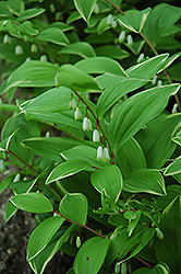 Click to view a full-size photo of Variegated Solomon's Seal (Polygonatum odoratum 'Variegatum') at Wallitsch Garden Center Variegated Solomon's Seal (Polygonatum odoratum 'Variegatum') at Wallitsch Garden Center