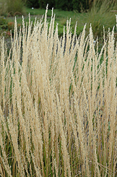 Click to view a full-size photo of Karl Foerster Reed Grass (Calamagrostis x acutiflora 'Karl Foerster') at Wallitsch Garden Center Karl Foerster Reed Grass (Calamagrostis x acutiflora 'Karl Foerster') at Wallitsch Garden Center