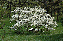 Click to view a full-size photo of Cherokee Princess Flowering Dogwood (Cornus florida 'Cherokee Princess') at Wallitsch Garden Center Cherokee Princess Flowering Dogwood (Cornus florida 'Cherokee Princess') at Wallitsch Garden Center