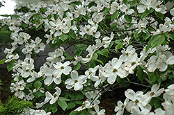 Click to view a full-size photo of Cherokee Princess Flowering Dogwood (Cornus florida 'Cherokee Princess') at Wallitsch Garden Center Cherokee Princess Flowering Dogwood (Cornus florida 'Cherokee Princess') at Wallitsch Garden Center