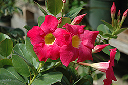 Click to view a full-size photo of Red Riding Hood Mandevilla (Mandevilla sanderi 'Red Riding Hood') at Wallitsch Garden Center Red Riding Hood Mandevilla (Mandevilla sanderi 'Red Riding Hood') at Wallitsch Garden Center