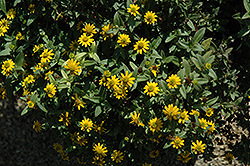 Click to view a full-size photo of Solaris Compact Yellow Creeping Zinnia (Sanvitalia procumbens 'Solaris Compact Yellow') at Wallitsch Garden Center Solaris Compact Yellow Creeping Zinnia (Sanvitalia procumbens 'Solaris Compact Yellow') at Wallitsch Garden Center