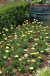 Click to view a full-size photo of Voltage™ Yellow African Daisy (Osteospermum 'Voltage Yellow') at Wallitsch Garden Center Voltage™ Yellow African Daisy (Osteospermum 'Voltage Yellow') at Wallitsch Garden Center