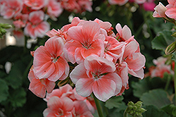 Click to view a full-size photo of Classic™ Salmon Geranium (Pelargonium 'Classic Salmon') at Wallitsch Garden Center Classic™ Salmon Geranium (Pelargonium 'Classic Salmon') at Wallitsch Garden Center