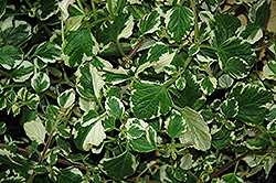 Click to view a full-size photo of White Surf Plectranthus (Plectranthus 'White Surf') at Wallitsch Garden Center White Surf Plectranthus (Plectranthus 'White Surf') at Wallitsch Garden Center