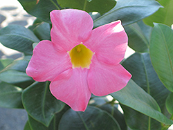Click to view a full-size photo of Red Riding Hood Mandevilla (Mandevilla sanderi 'Red Riding Hood') at Wallitsch Garden Center Red Riding Hood Mandevilla (Mandevilla sanderi 'Red Riding Hood') at Wallitsch Garden Center