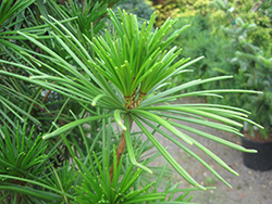 Click to view a full-size photo of Joe Kozey Umbrella Pine (Sciadopitys verticillata 'Joe Kozey') at Wallitsch Garden Center Joe Kozey Umbrella Pine (Sciadopitys verticillata 'Joe Kozey') at Wallitsch Garden Center
