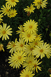 Click to view a full-size photo of Voltage™ Yellow African Daisy (Osteospermum 'Voltage Yellow') at Wallitsch Garden Center Voltage™ Yellow African Daisy (Osteospermum 'Voltage Yellow') at Wallitsch Garden Center