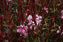 Click to view a full-size photo of Passionate Blush Gaura (Gaura lindheimeri 'Passionate Blush') at Wallitsch Garden Center Passionate Blush Gaura (Gaura lindheimeri 'Passionate Blush') at Wallitsch Garden Center
