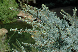 Click to view a full-size photo of Horstmann Blue Atlas Cedar (Cedrus atlantica 'Horstmann') at Wallitsch Garden Center Horstmann Blue Atlas Cedar (Cedrus atlantica 'Horstmann') at Wallitsch Garden Center