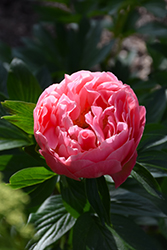 Click to view a full-size photo of Pink Hawaiian Coral Peony (Paeonia 'Pink Hawaiian Coral') at Wallitsch Garden Center Pink Hawaiian Coral Peony (Paeonia 'Pink Hawaiian Coral') at Wallitsch Garden Center