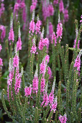 Click to view a full-size photo of Magic Show® Pink Potion Speedwell (Veronica 'Pink Potion') at Wallitsch Garden Center Magic Show® Pink Potion Speedwell (Veronica 'Pink Potion') at Wallitsch Garden Center
