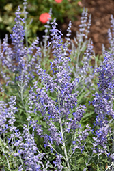 Click to view a full-size photo of Lacey Blue Russian Sage (Perovskia atriplicifolia 'Lacey Blue') at Wallitsch Garden Center Lacey Blue Russian Sage (Perovskia atriplicifolia 'Lacey Blue') at Wallitsch Garden Center