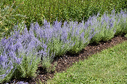 Click to view a full-size photo of Lacey Blue Russian Sage (Perovskia atriplicifolia 'Lacey Blue') at Wallitsch Garden Center Lacey Blue Russian Sage (Perovskia atriplicifolia 'Lacey Blue') at Wallitsch Garden Center