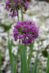 Click to view a full-size photo of Lavender Bubbles Ornamental Onion (Allium 'Lavender Bubbles') at Wallitsch Garden Center Lavender Bubbles Ornamental Onion (Allium 'Lavender Bubbles') at Wallitsch Garden Center