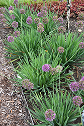 Click to view a full-size photo of Lavender Bubbles Ornamental Onion (Allium 'Lavender Bubbles') at Wallitsch Garden Center Lavender Bubbles Ornamental Onion (Allium 'Lavender Bubbles') at Wallitsch Garden Center