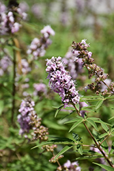 Click to view a full-size photo of Pink Pinnacle™ Chaste Tree (Vitex agnus-castus 'V07-SC-OP-4') at Wallitsch Garden Center Pink Pinnacle™ Chaste Tree (Vitex agnus-castus 'V07-SC-OP-4') at Wallitsch Garden Center